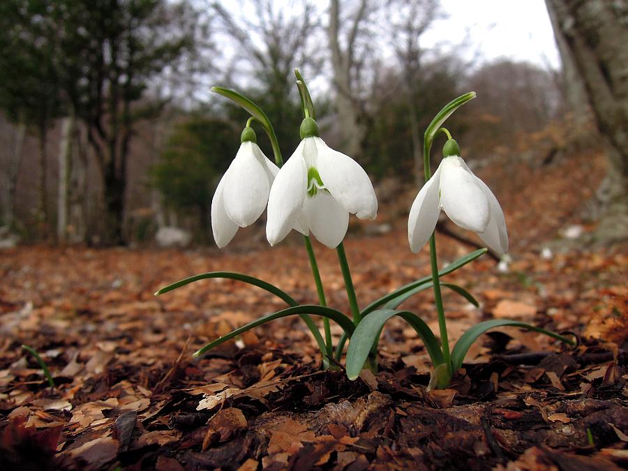 Le ultime arrivate tra le piante gi fiorite